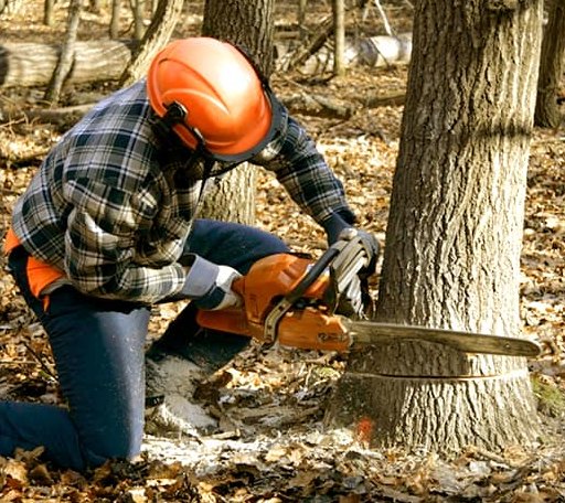 Tree Removal in Offerle, KS